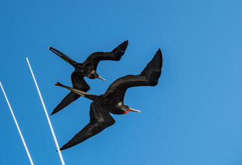 Frigate magnificens in flight in the sky of the Galapagos Islands.