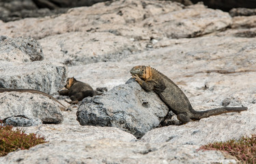 A yellow land iguana warms up in the Galapagos Islands sun.