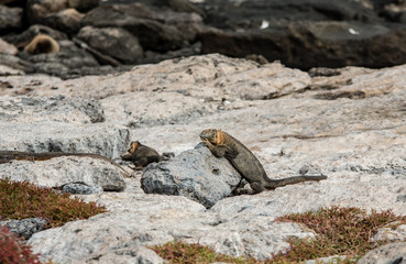 A yellow land iguana warms up in the Galapagos Islands sun.