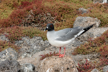 A swallow-tailed gull is laid on a rock among the red sesuviam bushes of South Plaza Island, Galapagos.