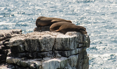 Family of sea lion sleep on a cliff at the Galapagos Islands.