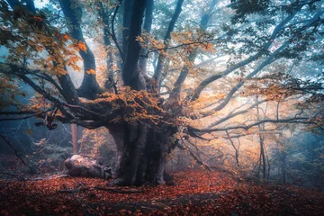Foto op Plexiglas Bestsellers Landschappen Oude magische boom met grote takken en oranje bladeren in blauwe mist in regen. Herfst kleuren. Mystiek mistig bos. Landschap met sprookjesbos in de herfst. Kleurrijk landschap met mooie mistige oude boom
