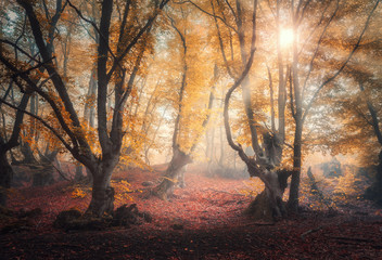 Fairy forest in fog at sunrise in autumn colors. Magical trees with sun rays. Colorful dreamy...