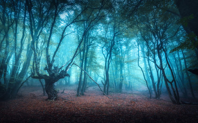 Beautiful mystical forest in blue fog in autumn. Colorful landscape with enchanted trees with...