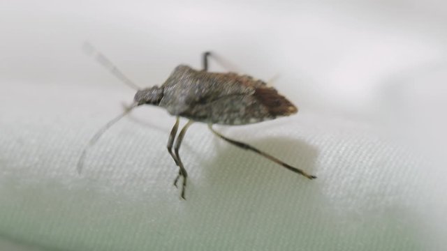 Stink bug crawling on a bed