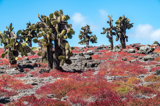 Red sesuvium and tall cacti on South Plaza Island in the Galapagos.