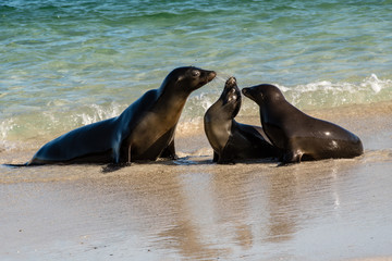 Fototapeta premium Family of sea lion at the Galapagos Islands.