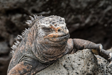 Obraz premium Close up of marine iguana on the Galapagos Islands.