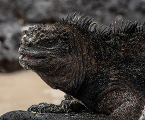 Close up of marine iguana on the Galapagos Islands.