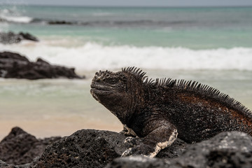 Close up of marine iguana on the Galapagos Islands.