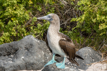 A blue footed booby stands on a stone near his nest and egg.
