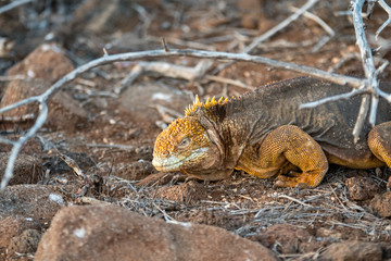 Closeup of ground iguana at the Galapagos Islands.