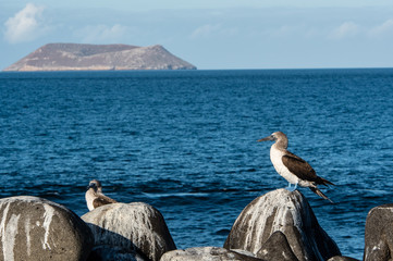 Blue-footed booby at the Galapagos Islands.