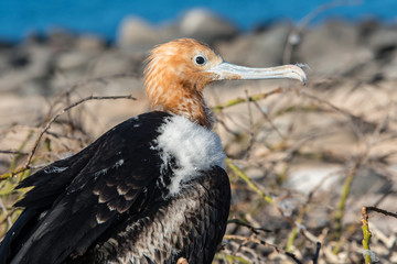Close-up of a young frigate at the Galapagos Islands.