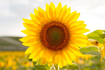 Obraz premium Beautiful yellow and orange sunflower close up