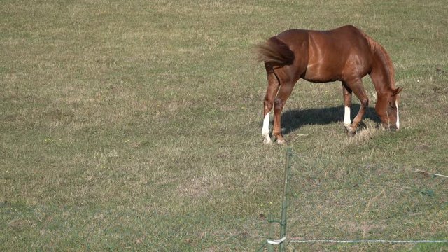 A horse grazes grass alone in a meadow in France