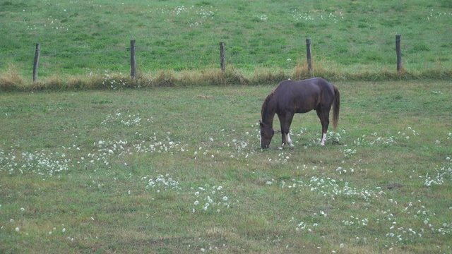 A horse in heavy rain, grazes grass alone in a meadow in France