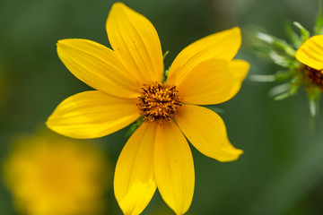 Close up of yellow summer flower