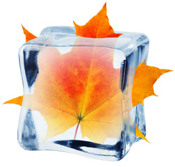 autumn maple leaf in ice cube, isolated on white background, clipping path, full depth of field