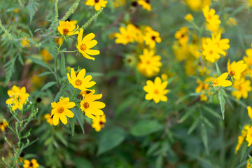 Yellow summer wild flowers in full bloom