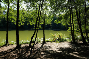 Small forest lake Regenbogensee surrounded by trees in Wandlitz,