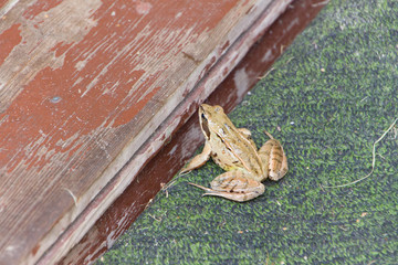 The frog is about to jump from the green door mat to the wooden threshold.