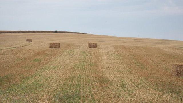 Champs de bl&eacute; moissonn&eacute; depuis peut de temps, des ballots de paille sont en attente de chargement pour stockage