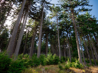 View on young pines in mountain forest