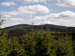 View on young pines in mountain forest