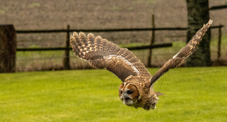 bird of prey owl