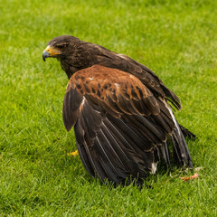 bird of prey yellow beaked kite