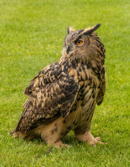 portrait of an eagle owl