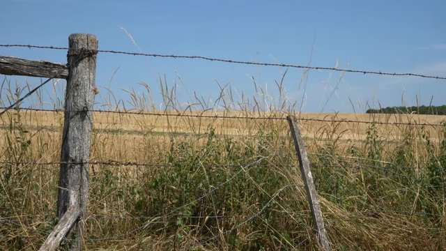 Clôture avec des poteaux de bois et du fil barbelet  dans une prairie ou des herbes sèches sont secouée par un petit vent