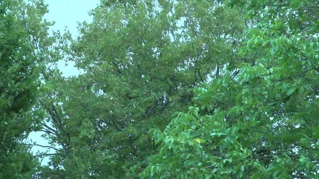 Temp&ecirc;te et fort coup de vent dans les arbres dans la r&eacute;gion des Vosges en France