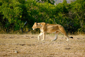 Fototapeta na wymiar African lioness walking alone in the wild