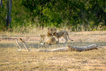 African lioness with two cubs in the wild