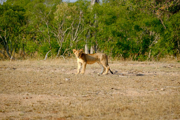 African lion cub standing alone in the wild