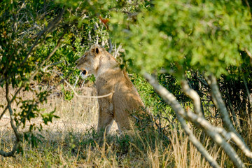 One lonely lioness in the middle of the bush