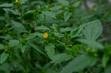 Flor amarilla verano jardín