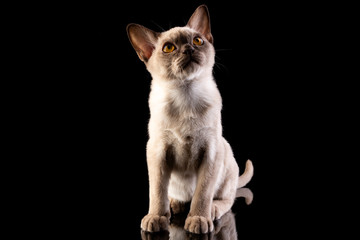 Horizontal photo of a pet. Small light kitten on a black background. Studio photography with pulsed light.