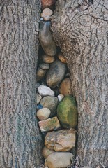 rocks stuck into the tree