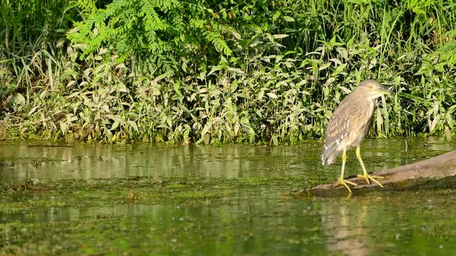 Panning shot of Eurasian Bittern Great bittern wild bird standing on a wooden branch that sank on the river.