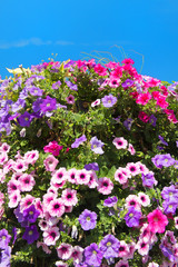 Obraz na płótnie Canvas Colorful Petunia flowers