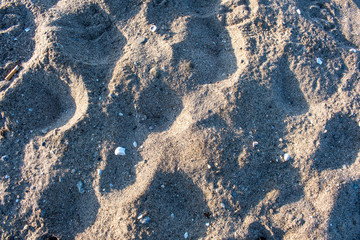 background of beach sand, rocks, shells and texture