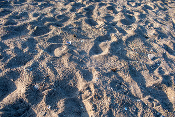 background of beach sand, rocks, shells and texture