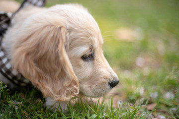 野川公園_ゴールデンレトニエル