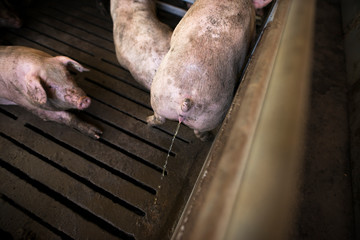 Close up view of pig domestic animal urinating in pig pen at pig farm.