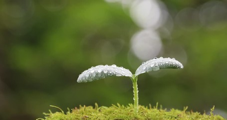 水滴の付いた双葉　雨上がり、日が差して明るくなる森