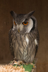 The Northern white-faced owl (Ptilopsis leucotis).
