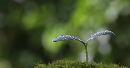 水滴の付いた双葉　雨上がり、日が差して明るくなる森